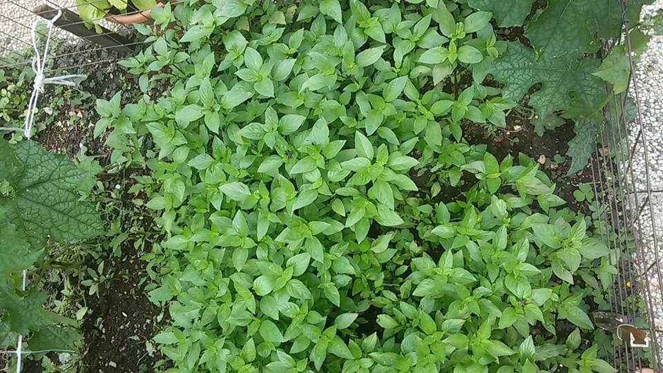 rau sach ngap vuon 40m2 cua me viet o y