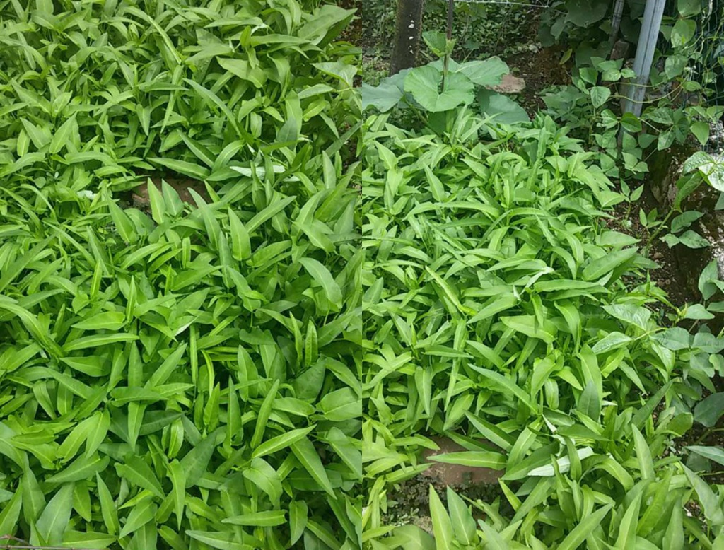 rau sach ngap vuon 40m2 cua me viet o y