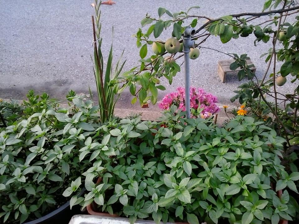 rau sach ngap vuon 40m2 cua me viet o y