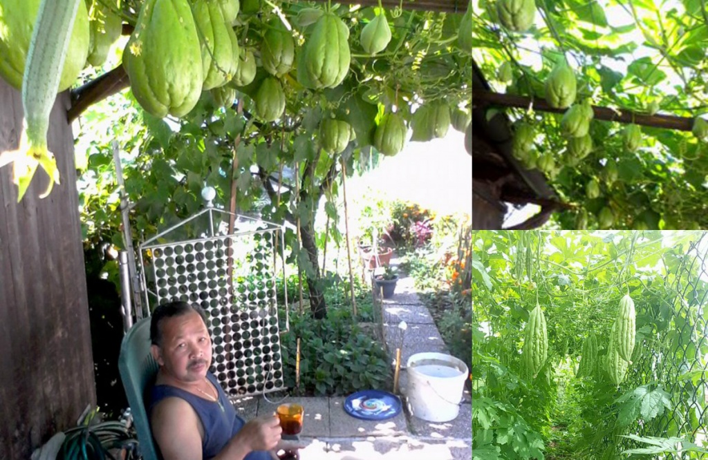 rau sach ngap vuon 40m2 cua me viet o y
