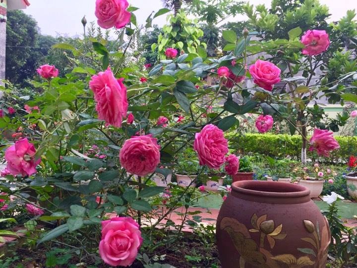 vuon hong dep quyen ru ai ngam cung phai long cua nha co giao o thanh hoa