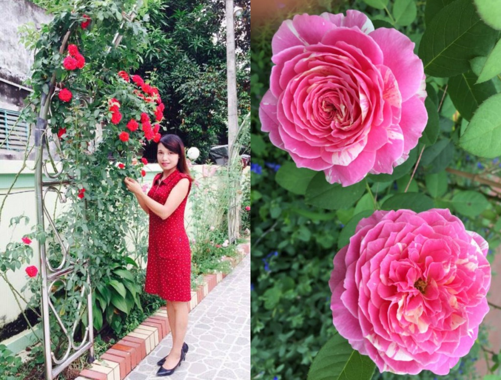 vuon hong dep quyen ru ai ngam cung phai long cua nha co giao o thanh hoa