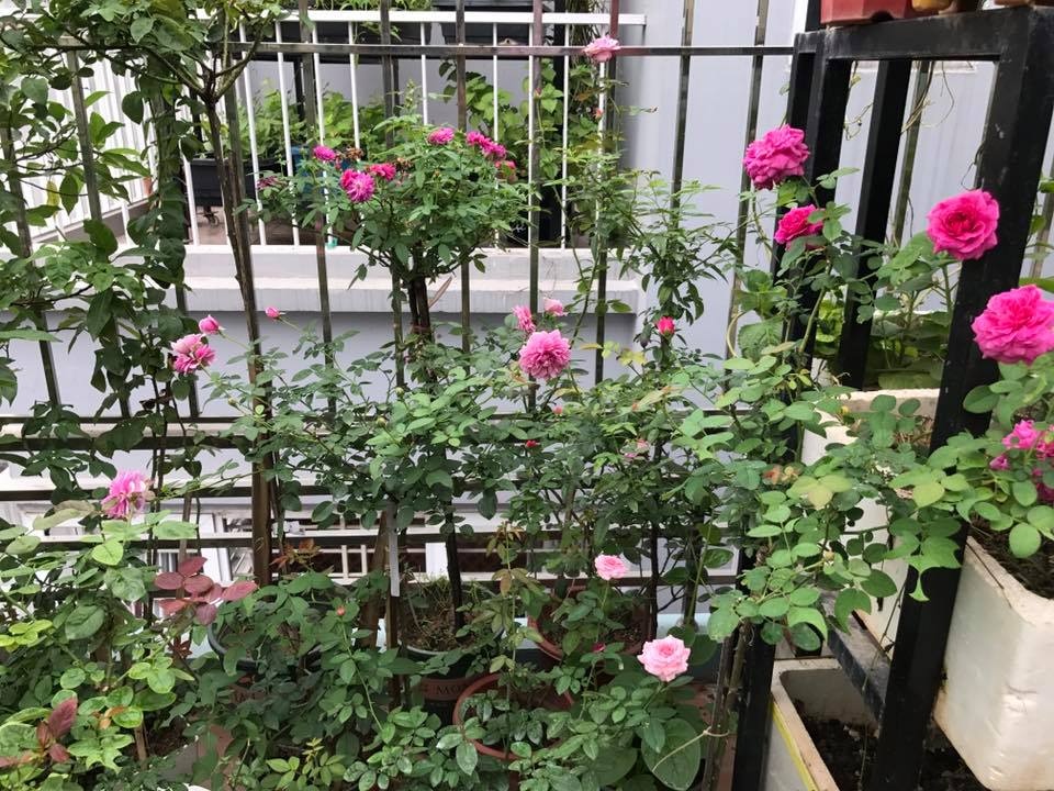ngam vuon hong ruc ro sac mau tren san thuong cua ba me 2 con o ha noi