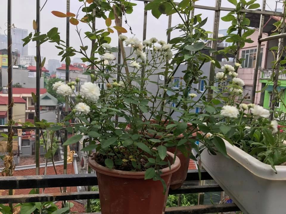 ngam vuon hong ruc ro sac mau tren san thuong cua ba me 2 con o ha noi