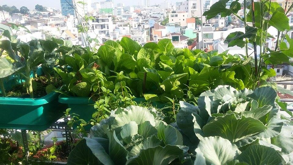 me dam o sai thanh bien san thuong 15m2 thanh khu vuon xanh mat