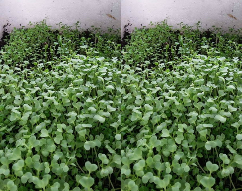 me dam o sai thanh bien san thuong 15m2 thanh khu vuon xanh mat