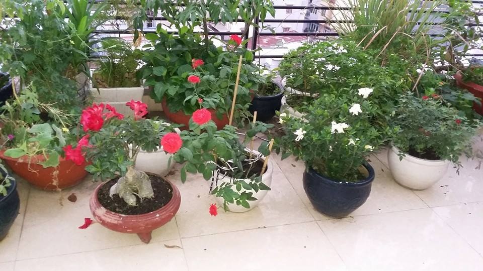 me dam o sai thanh bien san thuong 15m2 thanh khu vuon xanh mat