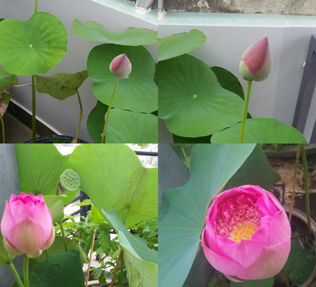 me dam o sai thanh bien san thuong 15m2 thanh khu vuon xanh mat