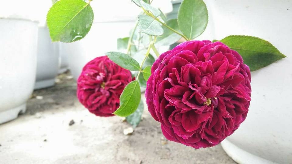 Ngỡ ngàng ban công rực rỡ hoa hồng của bà mẹ trẻ Quảng Ninh từng 'trồng cây gì chết cây đó' ngo ngang ban cong ruc ro hoa hong cua ba me tre quang ninh tung trong cay gi chet cay do