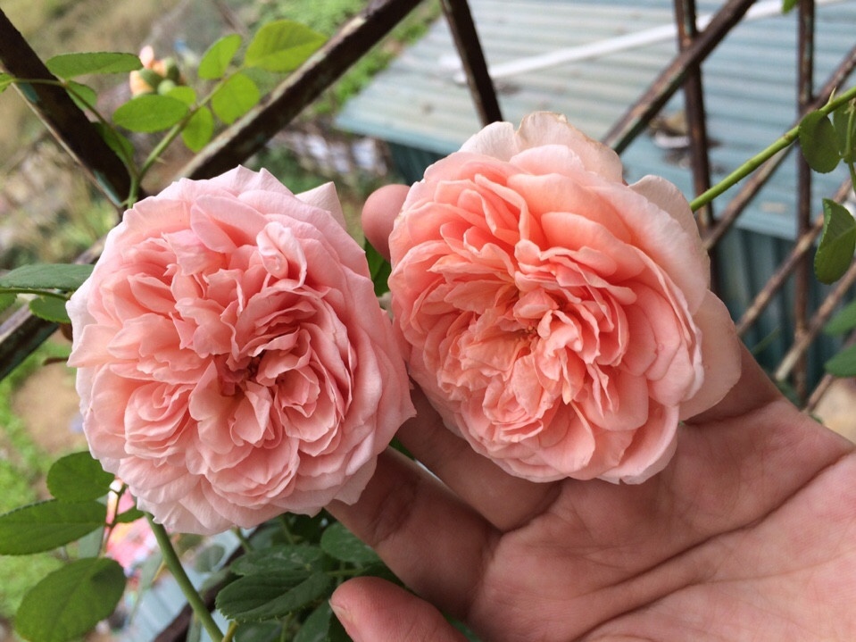 Ngỡ ngàng ban công rực rỡ hoa hồng của bà mẹ trẻ Quảng Ninh từng 'trồng cây gì chết cây đó' ngo ngang ban cong ruc ro hoa hong cua ba me tre quang ninh tung trong cay gi chet cay do