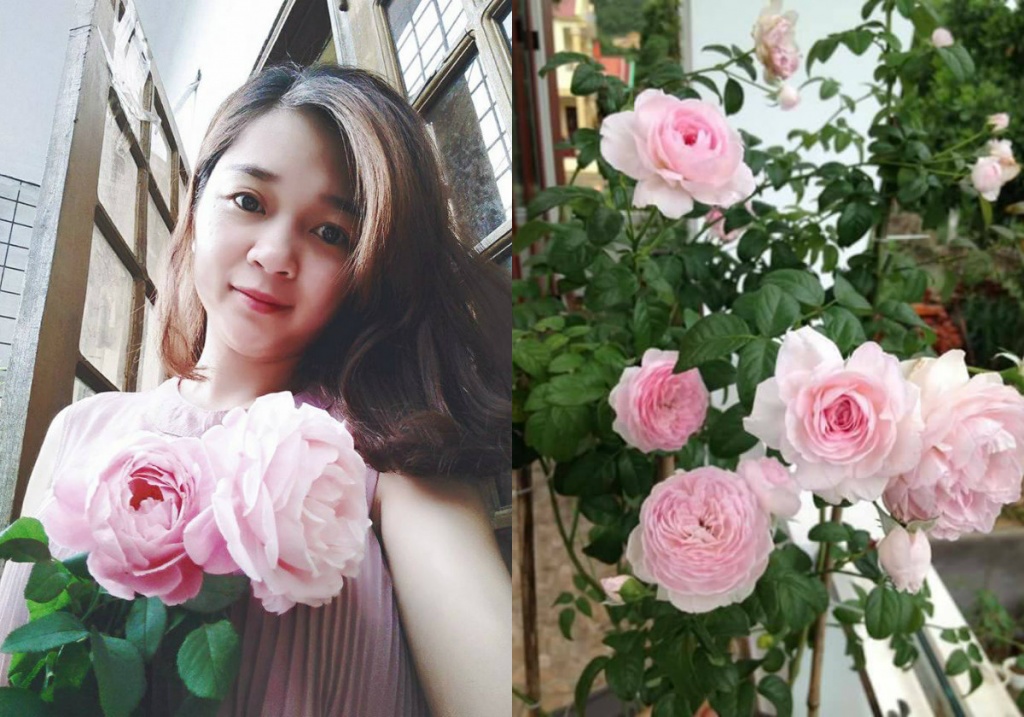 Ngỡ ngàng ban công rực rỡ hoa hồng của bà mẹ trẻ Quảng Ninh từng 'trồng cây gì chết cây đó' ngo ngang ban cong ruc ro hoa hong cua ba me tre quang ninh tung trong cay gi chet cay do