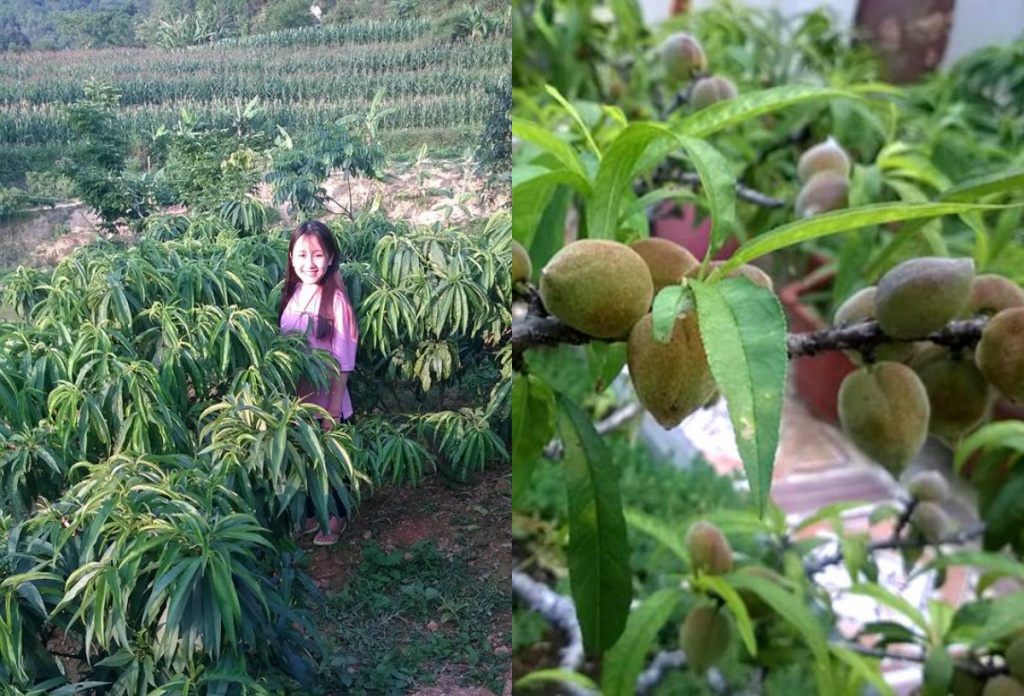 da mat ngam vuon dao that thon sai triu qua tren san thuong cua chu nha lang son