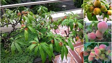 Đã mắt ngắm vườn đào thất thốn sai trĩu quả trên sân thượng của chủ nhà Lạng Sơn