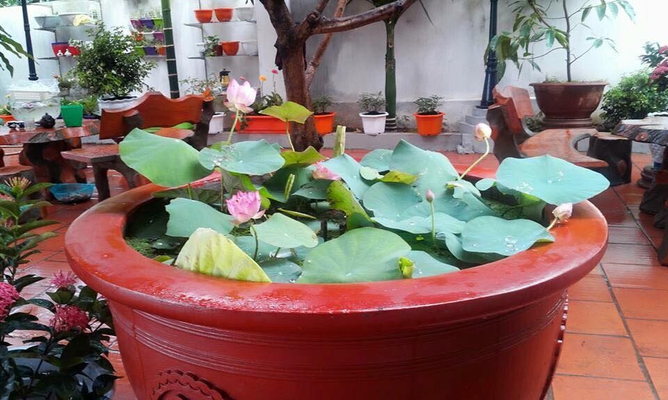 khu vuon nho xinh ngap tran hoa thom ai ai cung me cua ba me tre o hai duong