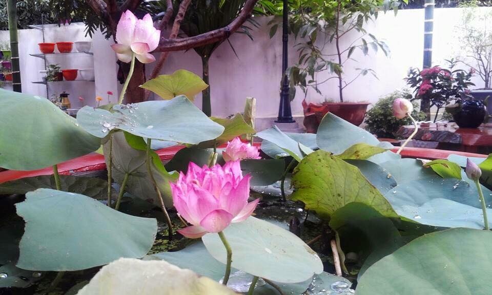 khu vuon nho xinh ngap tran hoa thom ai ai cung me cua ba me tre o hai duong