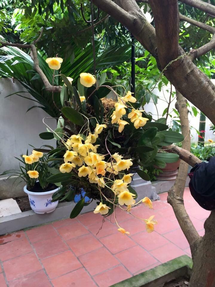 khu vuon nho xinh ngap tran hoa thom ai ai cung me cua ba me tre o hai duong