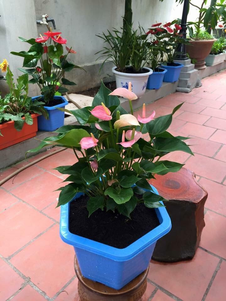 khu vuon nho xinh ngap tran hoa thom ai ai cung me cua ba me tre o hai duong