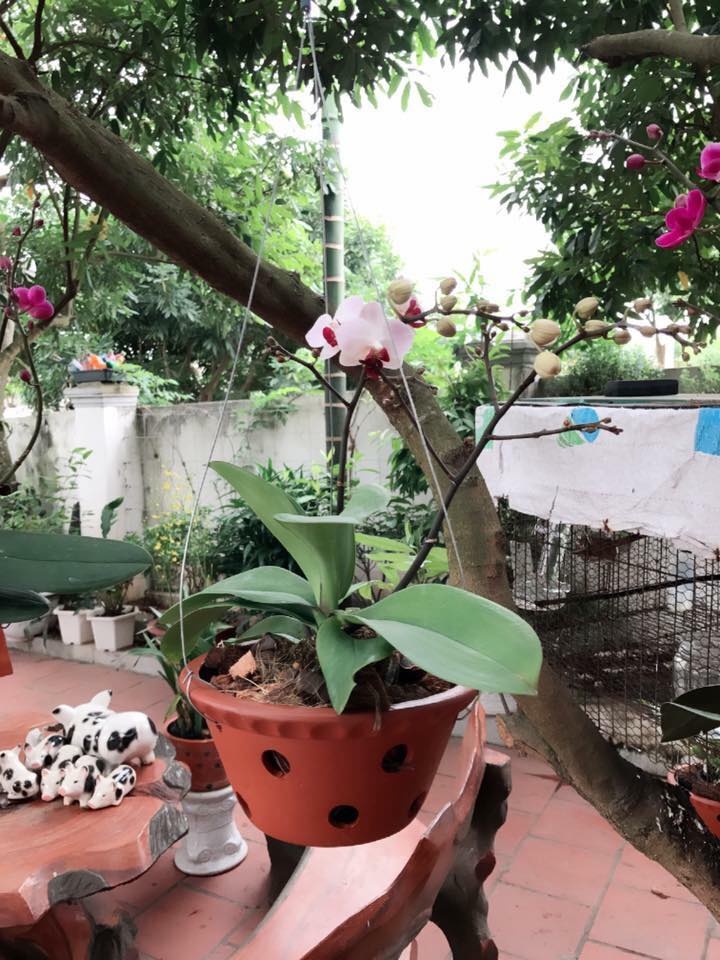 khu vuon nho xinh ngap tran hoa thom ai ai cung me cua ba me tre o hai duong