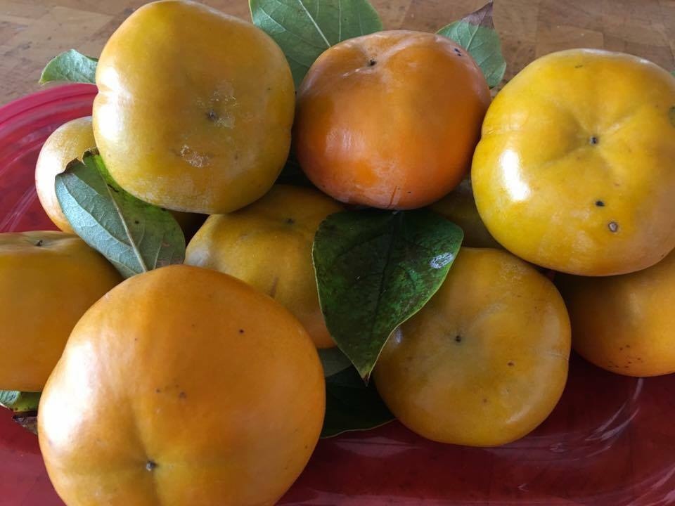 me man khu vuon trong du loai rau trai hoa qua cua me viet hai con o my