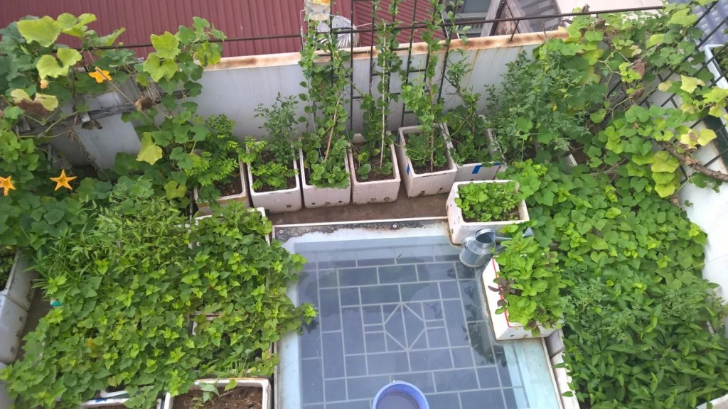 ong bo tre o ha noi nuoi ca trong du loai rau qua tren san thuong 45m2
