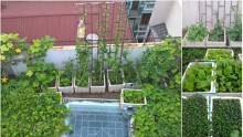Ông bố trẻ ở Hà Nội nuôi cá, trồng đủ loại rau quả trên sân thượng 45m2