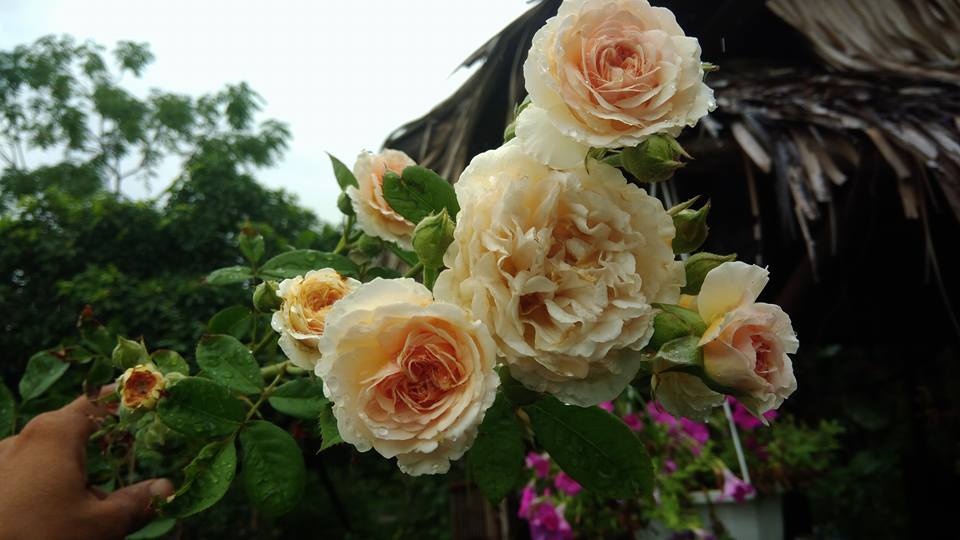 'Triệu triệu đóa hồng' trong khu vườn của chàng họa sỹ 8X ở Đà Nẵng trieu trieu doa hong trong khu vuon cua chang hoa sy 8x o da nang