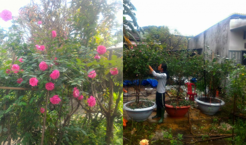 'Triệu triệu đóa hồng' trong khu vườn của chàng họa sỹ 8X ở Đà Nẵng trieu trieu doa hong trong khu vuon cua chang hoa sy 8x o da nang