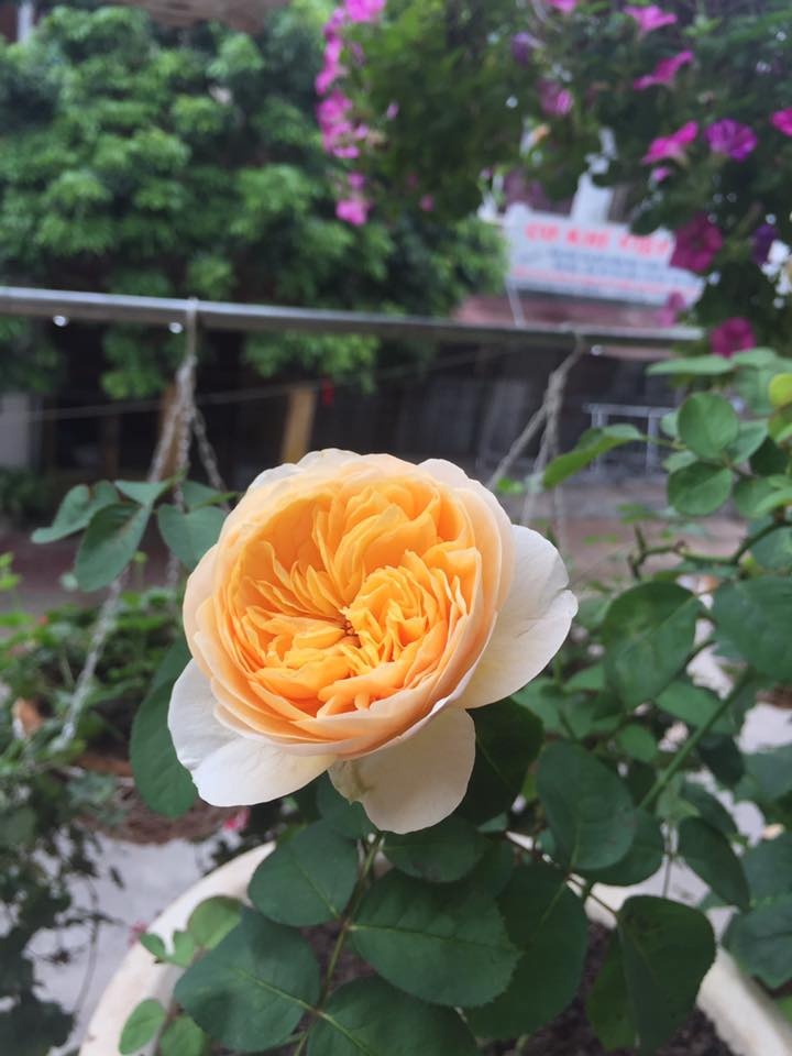 Ban công rực rỡ hoa hồng ai ngắm cũng 'phải lòng' của bà mẹ trẻ ở Hưng Yên ban cong ruc ro hoa hong ai ngam cung phai long cua ba me tre o hung yen