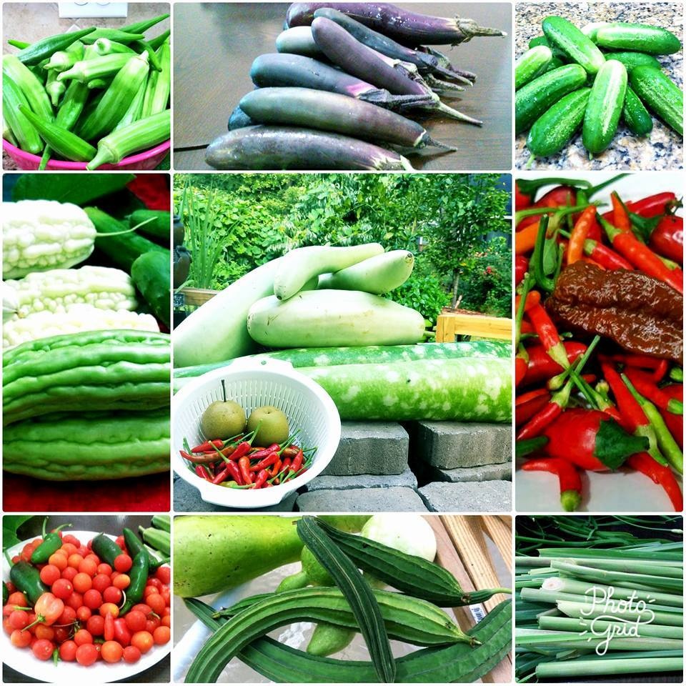 khu vuon dang mo uoc day ap rau sach sum sue cay trai cua me viet o my
