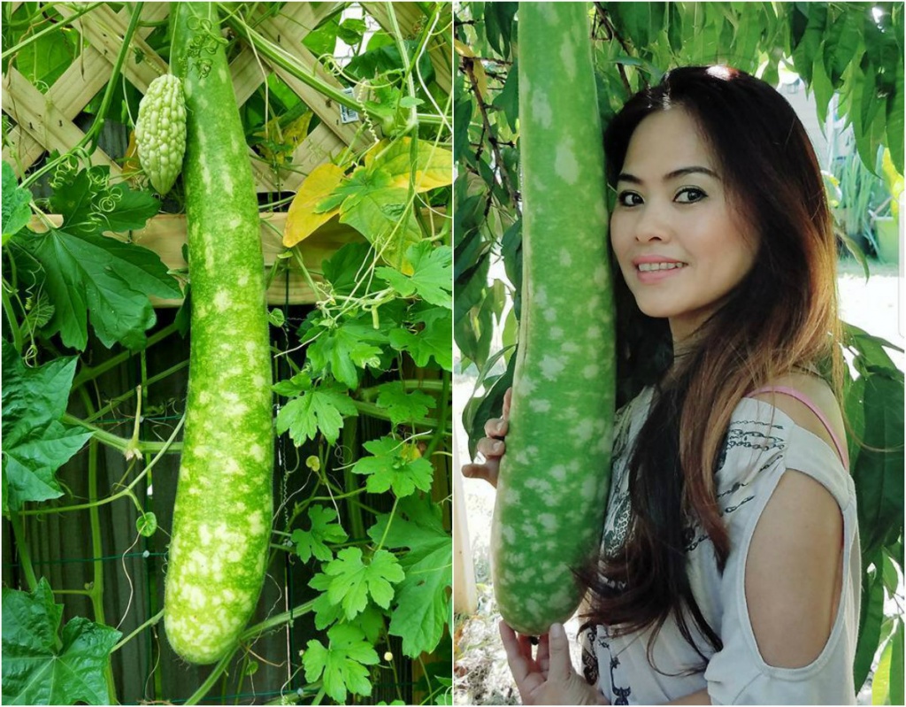 khu vuon dang mo uoc day ap rau sach sum sue cay trai cua me viet o my