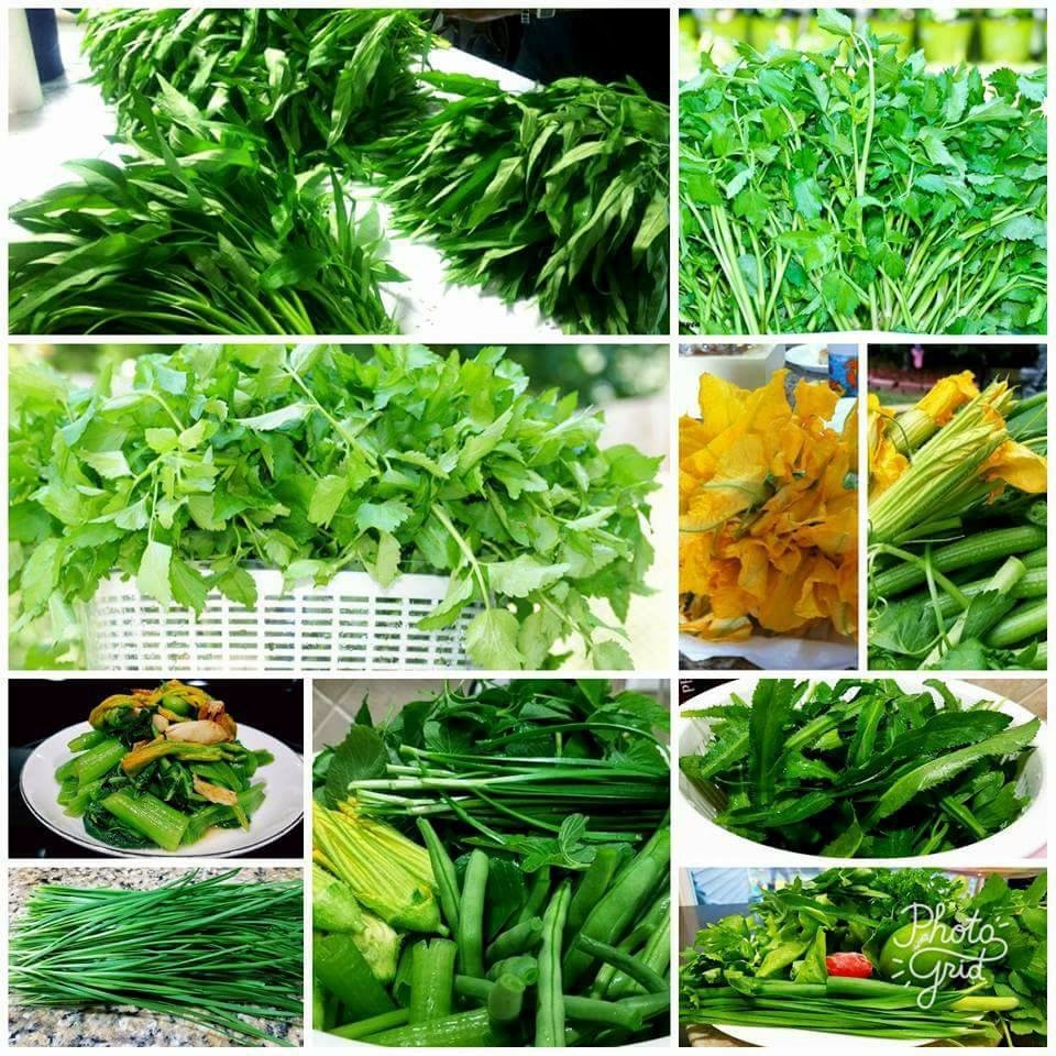 khu vuon dang mo uoc day ap rau sach sum sue cay trai cua me viet o my