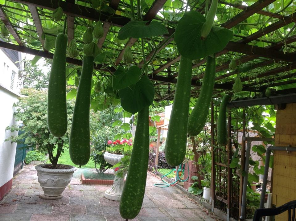 ngan ngo ngam gian bau bi su su triu trit qua cua gia dinh nguoi viet tai duc