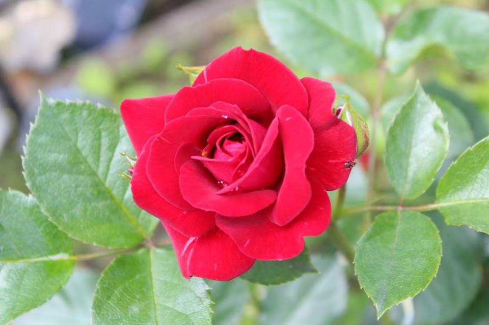 cuoc song binh yen cua gia dinh viet o duc trong khu vuon ngap tran sac hoa rau qua xanh mon mon