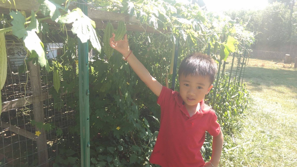 khu vuon xanh muot mat an mai chang het rau sach cua me viet 2 con o my