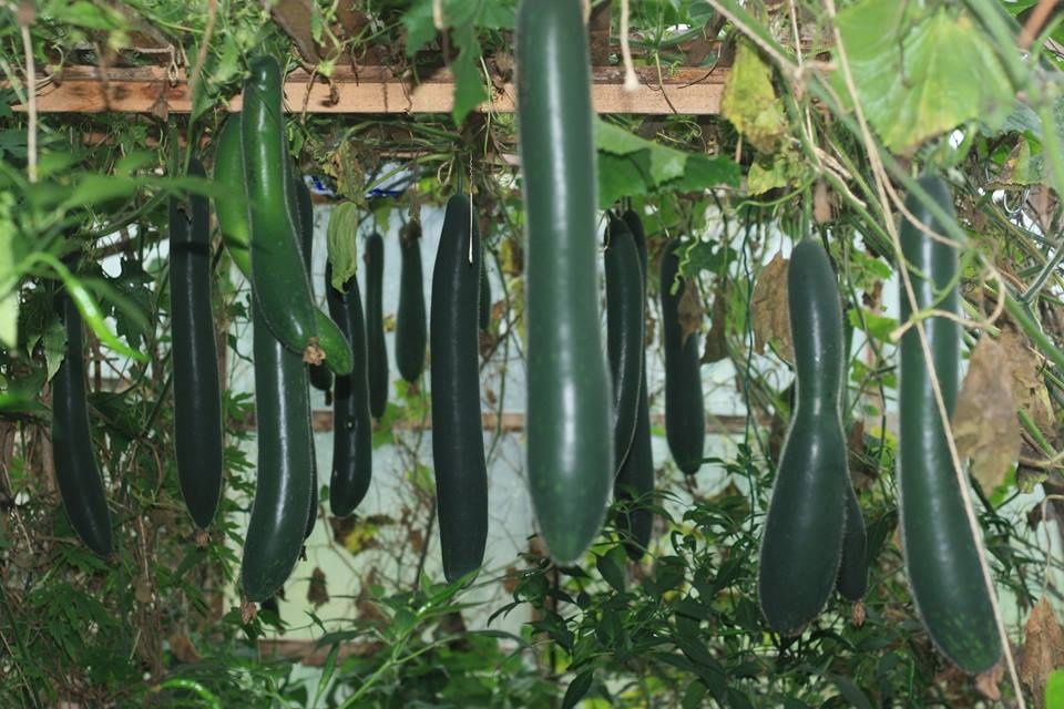 ghe tham khu vuon day du cac loai rau qua ai cung phat them cua gia dinh nguoi viet o sec