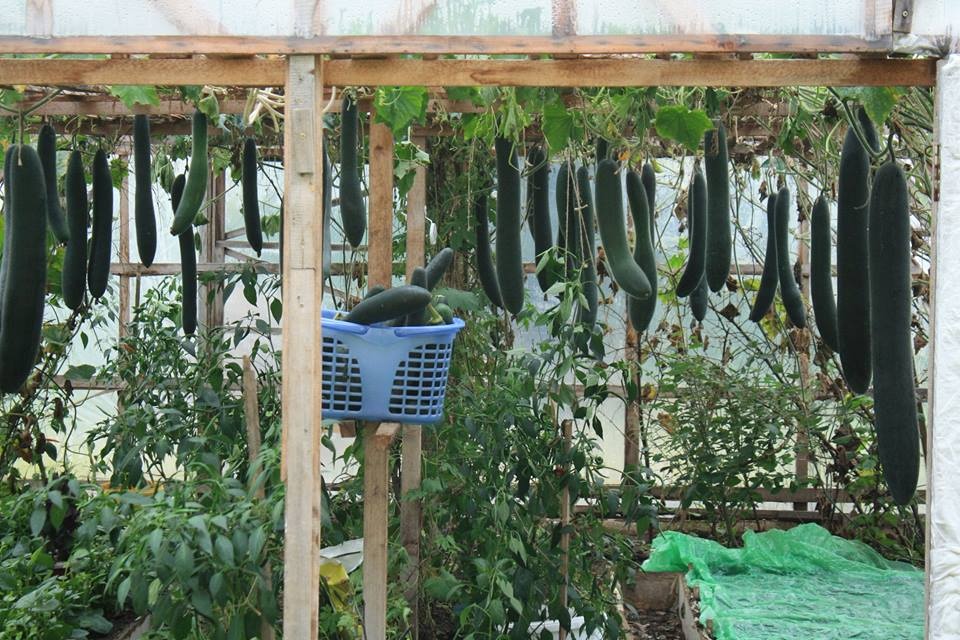ghe tham khu vuon day du cac loai rau qua ai cung phat them cua gia dinh nguoi viet o sec
