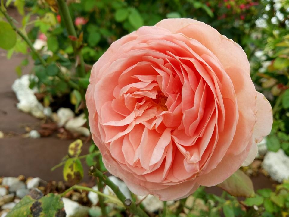 ngam mai khong chan khu vuon trieu trieu doa hong cua me viet o phap