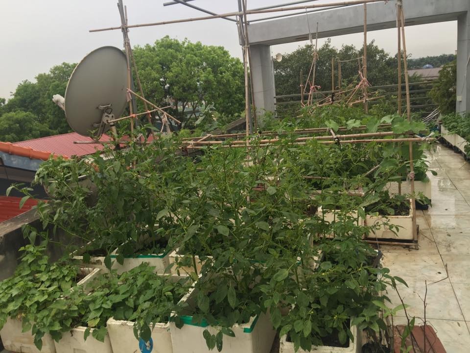 choang ngop san thuong rau qua sach an khong xue cua ba me ban ron o ha thanh
