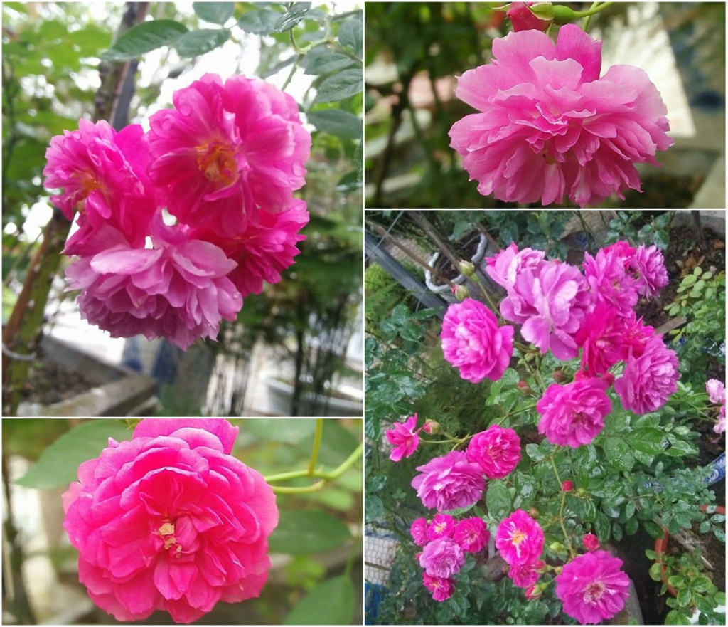 sieu long truoc vuon hong dua nhau no ruc ro quanh nam cua ba me o bac giang