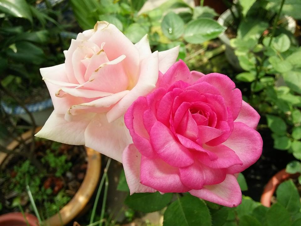 sieu long truoc vuon hong dua nhau no ruc ro quanh nam cua ba me o bac giang