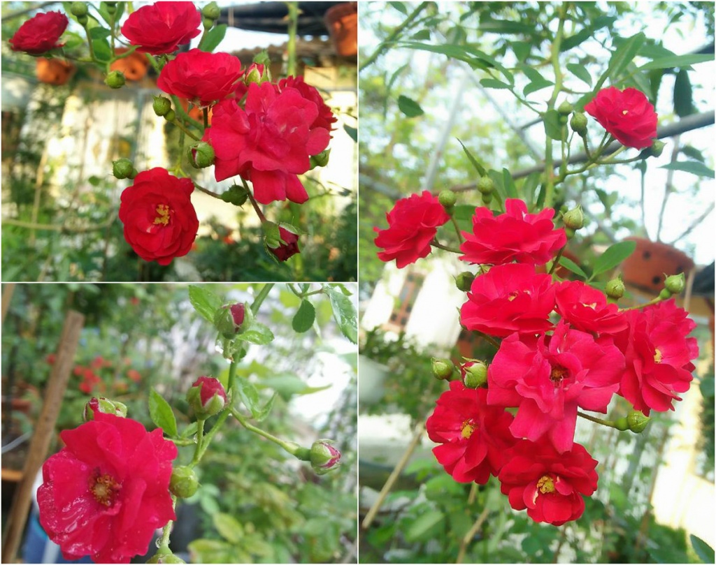 sieu long truoc vuon hong dua nhau no ruc ro quanh nam cua ba me o bac giang