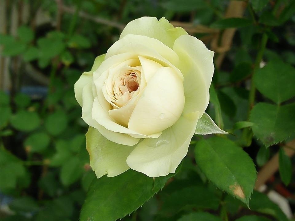 sieu long truoc vuon hong dua nhau no ruc ro quanh nam cua ba me o bac giang