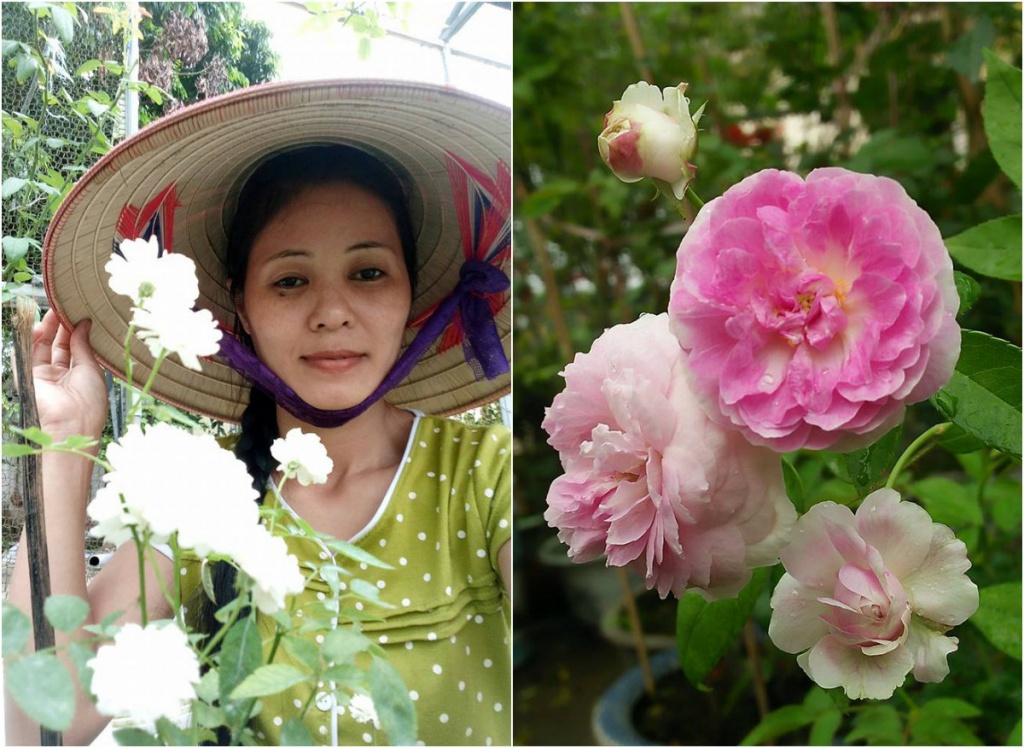 sieu long truoc vuon hong dua nhau no ruc ro quanh nam cua ba me o bac giang