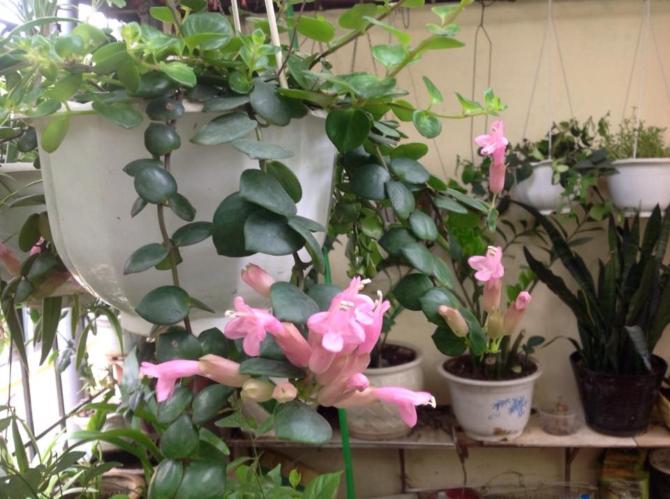 san thuong nho xinh ngap tran hoa thom cua co giao ve huu o ha noi