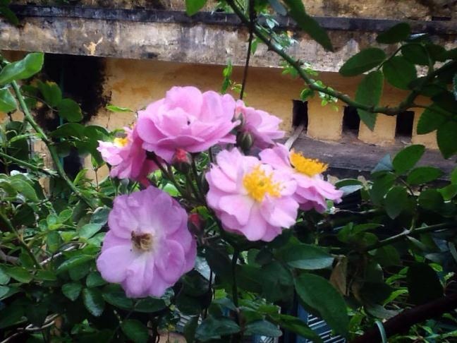 san thuong nho xinh ngap tran hoa thom cua co giao ve huu o ha noi