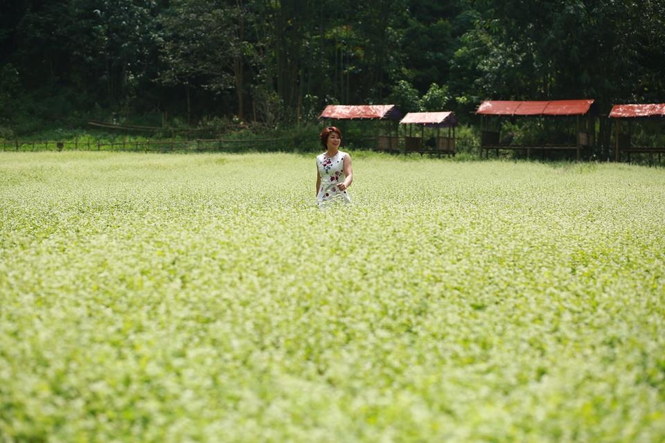 lac buoc quen loi ve giua thung lung hoa bac son dep me dam o xu lang