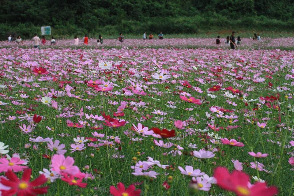 lac buoc quen loi ve giua thung lung hoa bac son dep me dam o xu lang