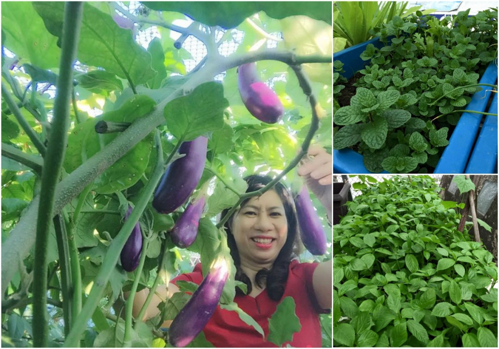 Phục lăn bà mẹ Hà thành trồng rau, nuôi gà trên sân thượng 50m2 phuc lan ba me dam ha thanh trong rau nuoi ga tren san thuong 50m2