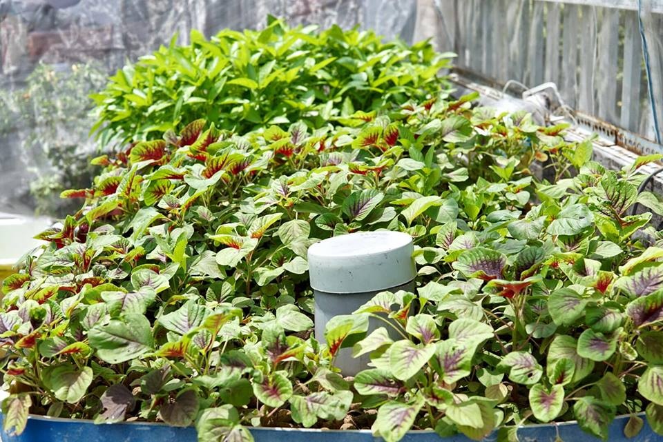 san thuong 80m2 phu kin rau qua khien bao nguoi mo uoc