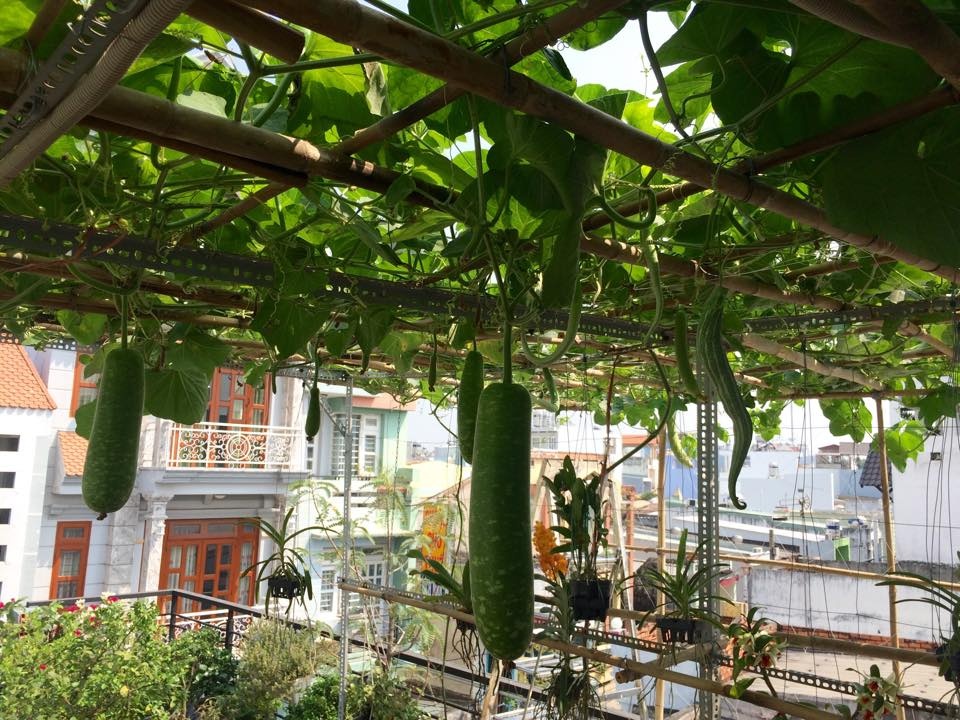 san thuong 80m2 phu kin rau qua khien bao nguoi mo uoc
